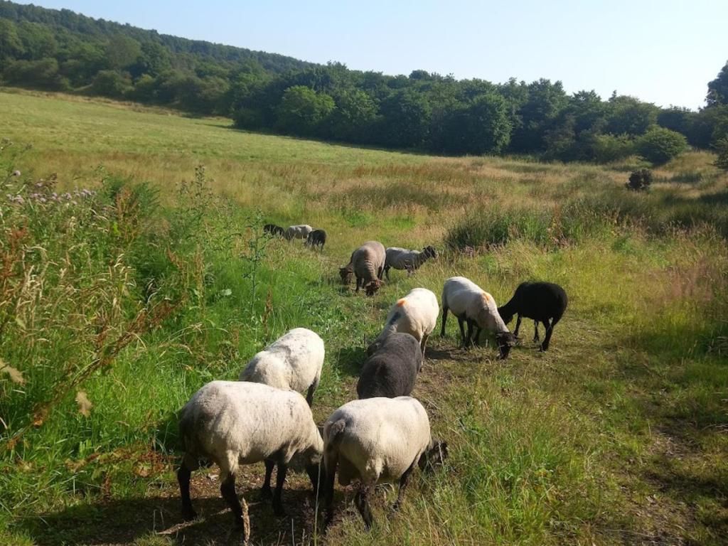 Sheep making single track file across their land