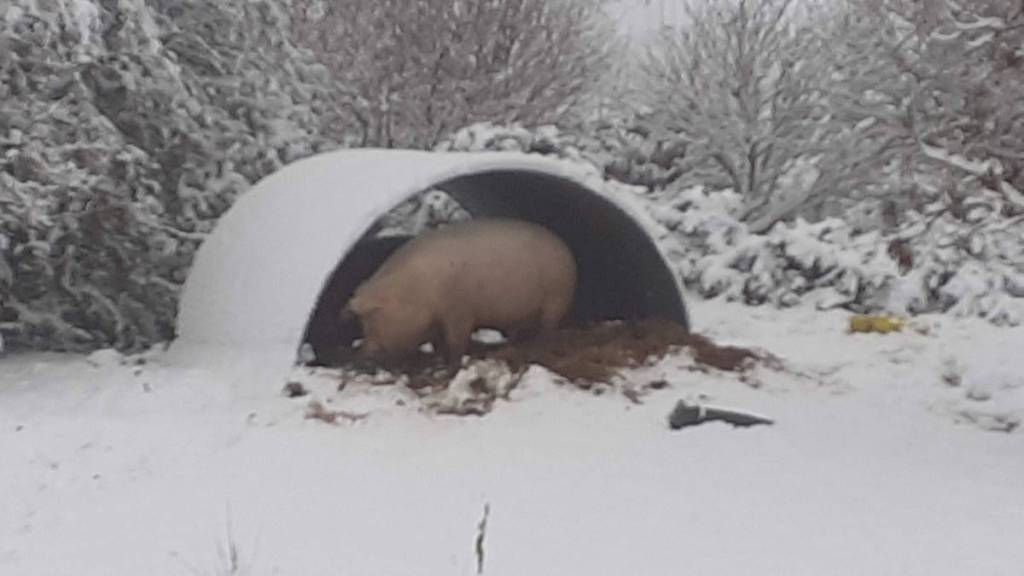 Two pigs in Snow covered pig arc, at noahsarcs