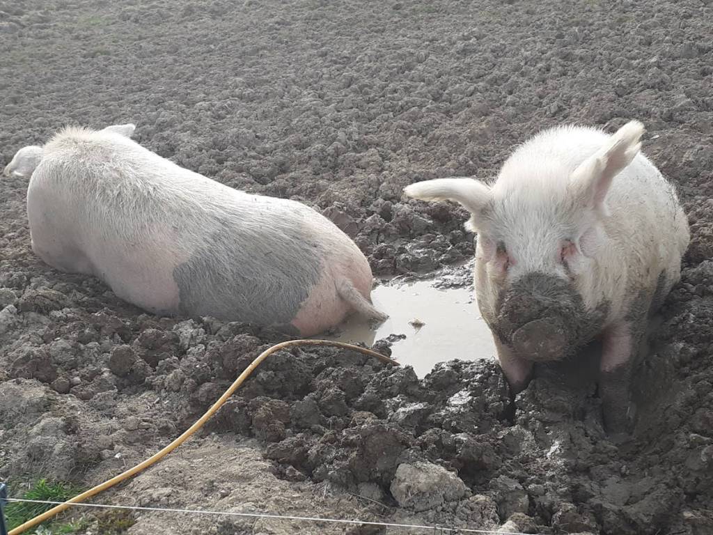 The rescued pig’s ode to his&nbsp;earth